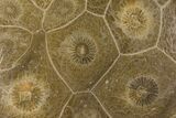 Polished Fossil Coral (Actinocyathus) - Morocco #100581-1